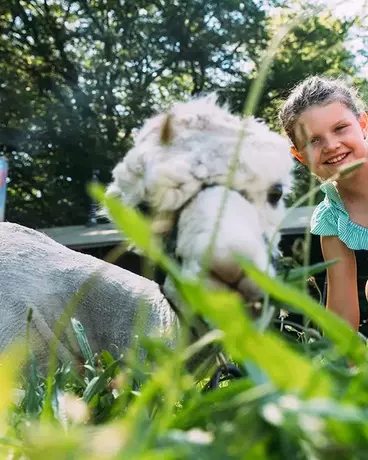 Alpaca small